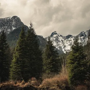 Snow-capped mountains and lush trees under an overcast sky Snow-capped mountains and lush trees under an overcast sky