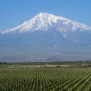 A snow-capped volcano in the clear morning light dominates the scenery with extensive vineyards A snow-capped volcano in the clear morning light dominates the scenery with extensive vineyards