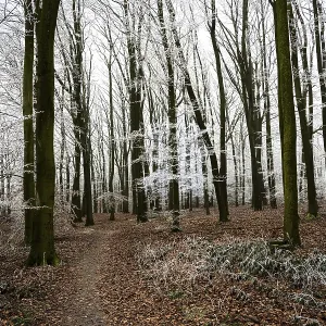 Snow-covered beech forest (Fagus sylvatica) on the Hermannsweg