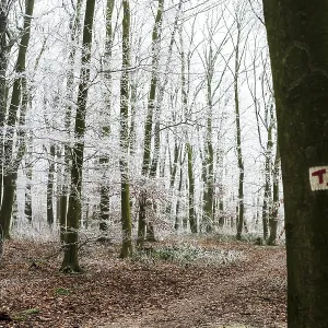 Snow-covered beech forest (Fagus sylvatica) on the Hermannsweg with T markings for Teuto loops