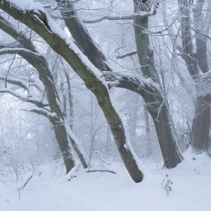 Snow-covered beech forest in the fog