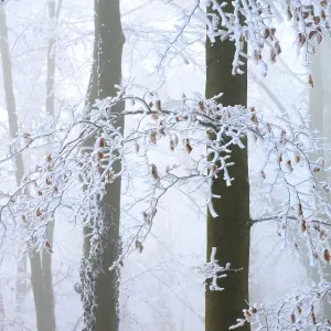 Snow-covered branches and beech trees (Fagus syvatica) in the misty winter forest Snow-covered branches and beech trees (Fagus syvatica) in the misty winter forest