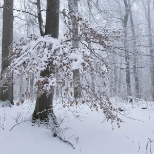 Snow-covered deciduous forest in the fog