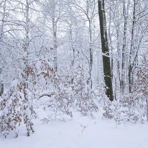 Snow-covered deciduous forest in winter