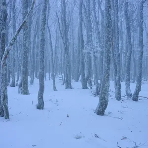 Snow-covered dense forest with slender Snow-covered dense forest with slender