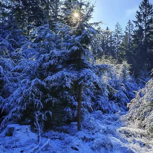 Snow-covered fir trees in the forest that are penetrated by sunlight Snow-covered fir trees in the forest that are penetrated by sunlight
