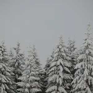 Snow-covered fir trees under grey skies