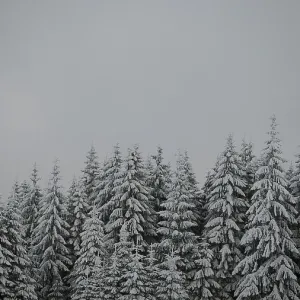 Snow-covered fir trees are huddled under a grey roof