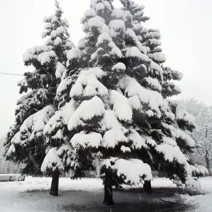 Snow-covered fir trees in winter forest Snow-covered fir trees in winter forest