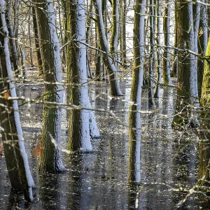 Snow-covered forest alder forest (Alnus glutinosa) with frozen water and trees