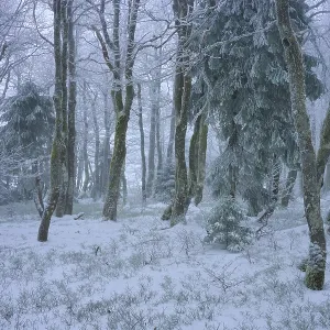 Snow-covered forest with conifers in a foggy winter scenery Snow-covered forest with conifers in a foggy winter scenery
