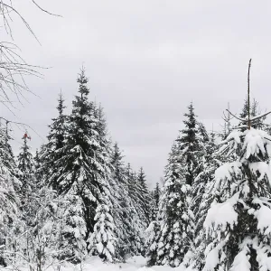 Forêt recouverte de neige avec des sapins (abies) dense sous un ciel gris.
