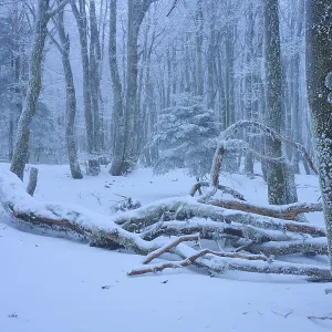 Snow-covered forest with fallen branches and heavy snowfall Snow-covered forest with fallen branches and heavy snowfall