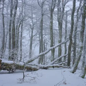 Snow-covered forest with fallen branches under a thick blanket of snow Snow-covered forest with fallen branches under a thick blanket of snow