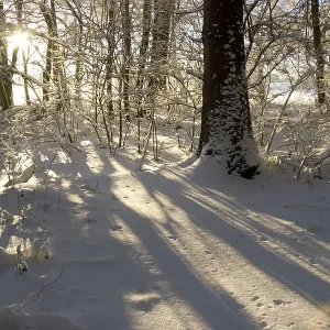 Snow covered forest in morning sun Snow covered forest in morning sun