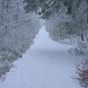 Snow-covered forest path leads quietly and secluded through the winter forest Snow-covered forest path leads quietly and secluded through the winter forest