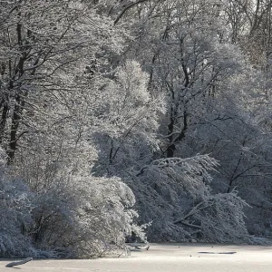 Snow-covered forest with a serene atmosphere and gentle light in London