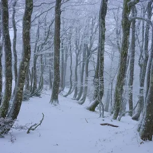 Snow-covered forest with slender Snow-covered forest with slender