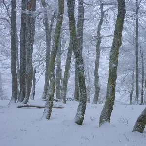Snow-covered forest with slender trees in a foggy winter landscape Snow-covered forest with slender trees in a foggy winter landscape
