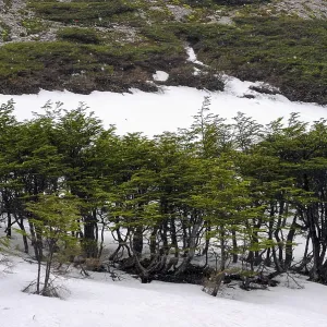 Snow-covered landscape with lenga trees (Nothofagus pumilio) at Glaciar Martial Snow-covered landscape with lenga trees (Nothofagus pumilio) at Glaciar Martial