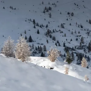 Paysage montagneux recouvert de neige avec des arbres éparpillés.