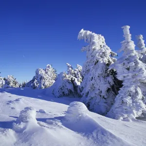 Snow covered Norway spruces (Picea abies) on Mt Brocken Snow covered Norway spruces (Picea abies) on Mt Brocken