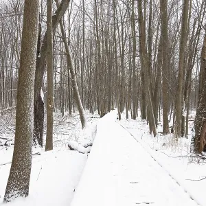 A snow-covered path stretches through a dense winter forest creating a peaceful scene in London
