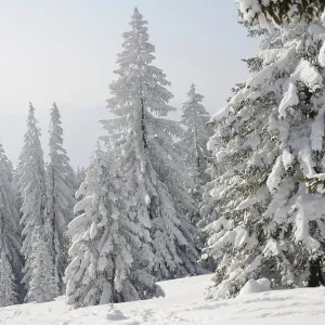 Snow-covered pine trees, Spruces (Picea abies) in a winter forest Snow-covered pine trees, Spruces (Picea abies) in a winter forest