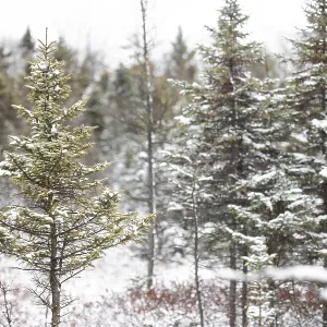 Snow-covered pine trees standing quietly in a serene winter forest in London