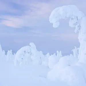 Snow-covered pines, Riisitunturi National Park
