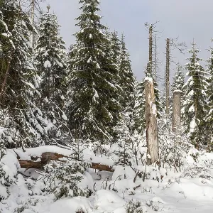 Snow-covered primeval forest Harz National Park Snow-covered primeval forest Harz National Park