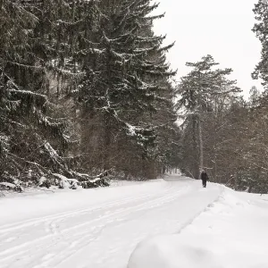A snow-covered road through the forest in a quiet winter scene in London