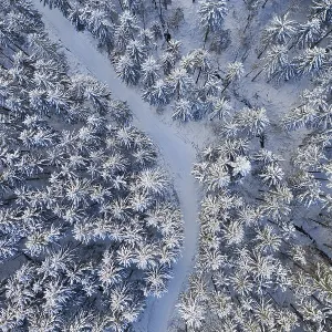 Snow covered spruce forest (Picea) with forest road from above