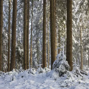 Snow-covered spruce forest, winter