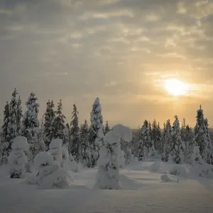 Snow-covered spruces, Fjell in winter