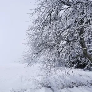 Snow-covered tree in a pristine winter field Snow-covered tree in a pristine winter field