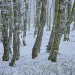 Snow-covered trees in the dense forest create a quiet Snow-covered trees in the dense forest create a quiet