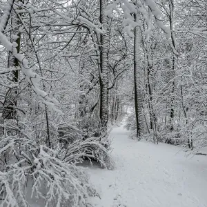 Snow-covered trees in forest in Ystad
