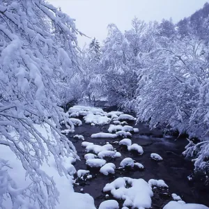 Snow-covered trees, Poellatal Valley Snow-covered trees, Poellatal Valley