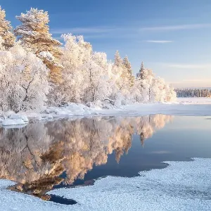 Snow-covered trees reflected in a semi-frozen lake Snow-covered trees reflected in a semi-frozen lake