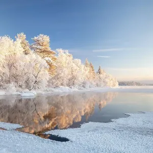 Snow-covered trees reflected in a semi-frozen lake Snow-covered trees reflected in a semi-frozen lake
