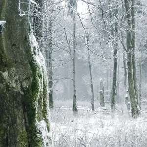 Arboles cubiertos de nieve con señales del Rennsteig en un árbol en el bosque invernal transmiten una atmósfera silenciosa y mística, senderismo por el Rennsteig, parque natural de la Selva Turingia. Arboles cubiertos de nieve con señales del Rennsteig en un árbol en el bosque invernal transmiten una atmósfera silenciosa y mística, senderismo por el Rennsteig, parque natural de la Selva Turingia.