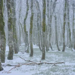 Snow-covered trees stand foggy in a wintry forest Snow-covered trees stand foggy in a wintry forest