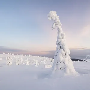 Snow-covered trees, winter landscape