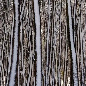 Snow-covered trees in a wintery deciduous forest Snow-covered trees in a wintery deciduous forest