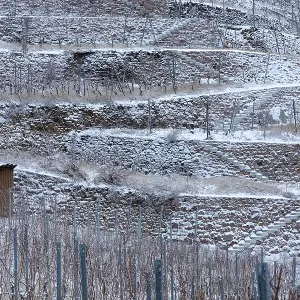 The snow-covered walls and terraces in the Golden Wagon vineyard create a graphic pattern
