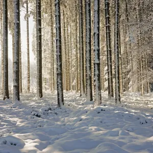 Snow-covered winter forest, Horben