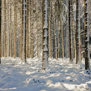 Snow-covered winter forest, Horben Snow-covered winter forest, Horben