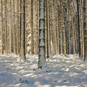 Snow-covered winter forest, Horben