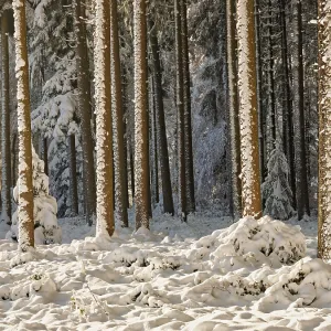 Snow-covered winter forest, Horben